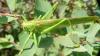 Tettigonia viridissima